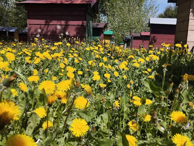 Miód Roztocze i Zamość | Pasieka GardenQueen - zdjęcie 2